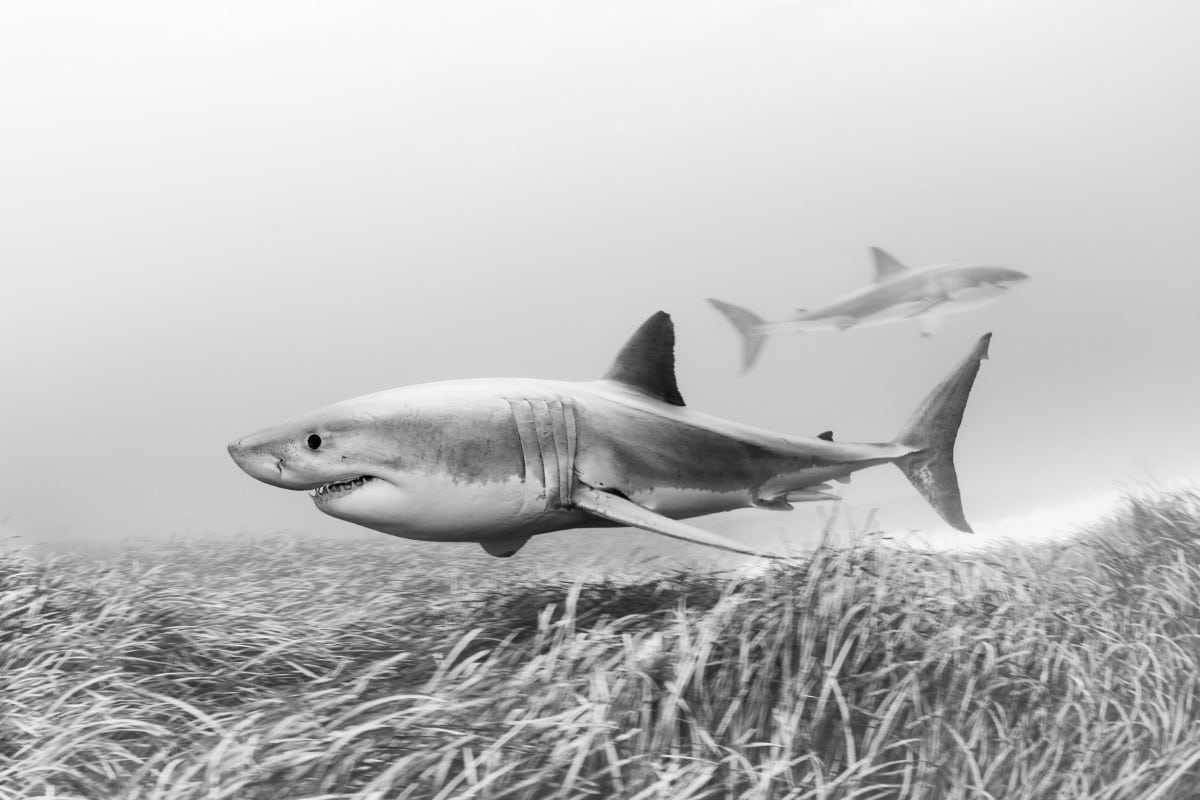 Black and white photo of two Great White Sharks cruising over seagrass beds