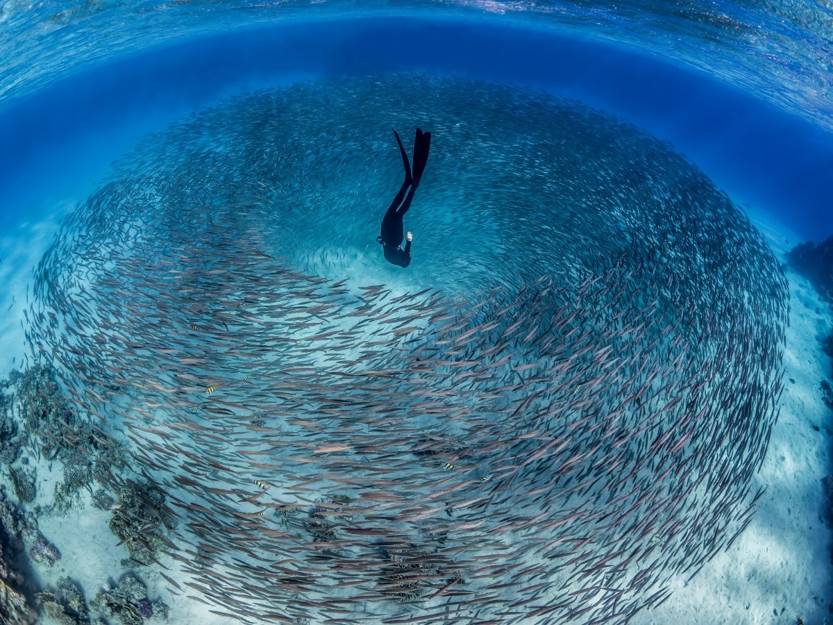 Free diver floating into swirl of baby baracudas