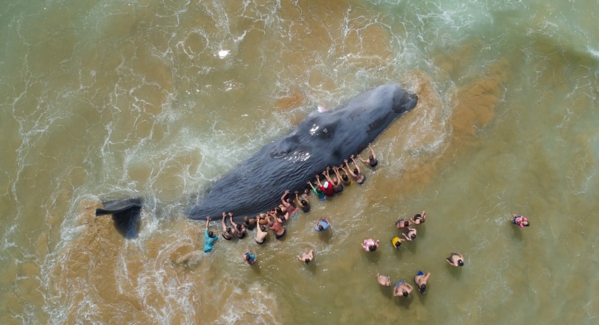 People pushing a sperm whale out to sea in Portugal