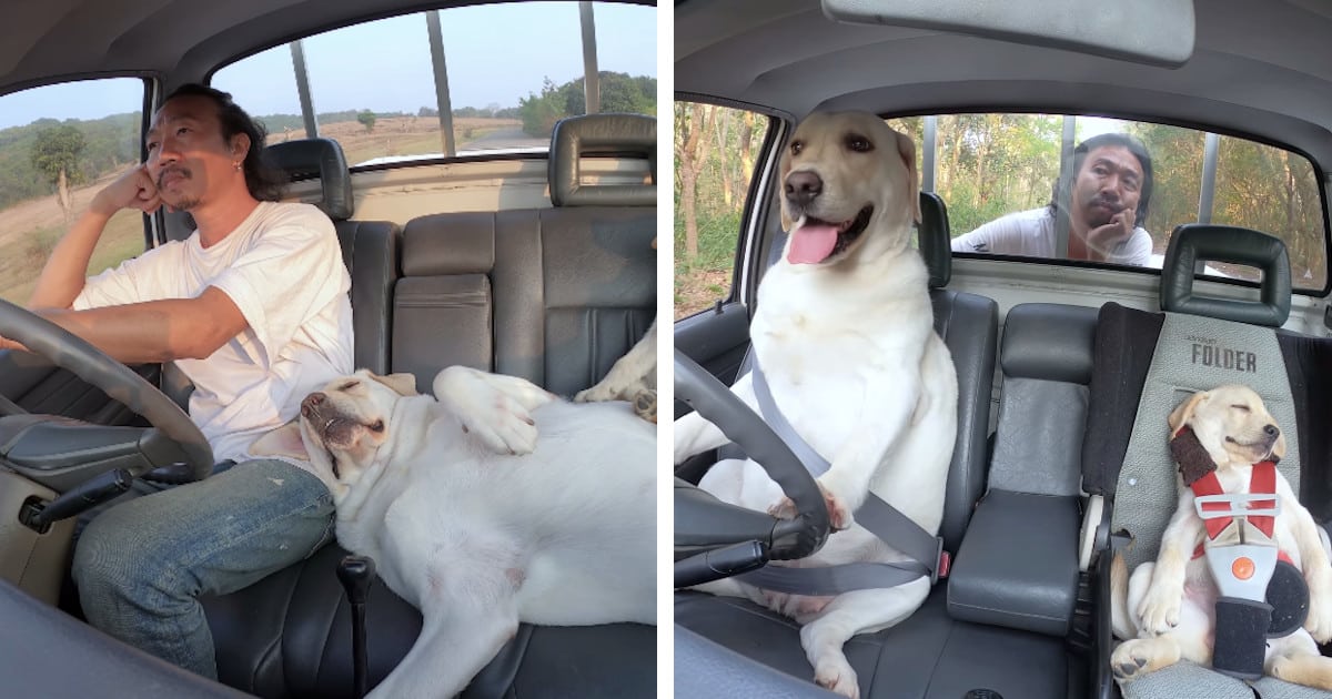 Man Shares Cute Clips of Driving With (And Being Driven By) His Adorable Dogs