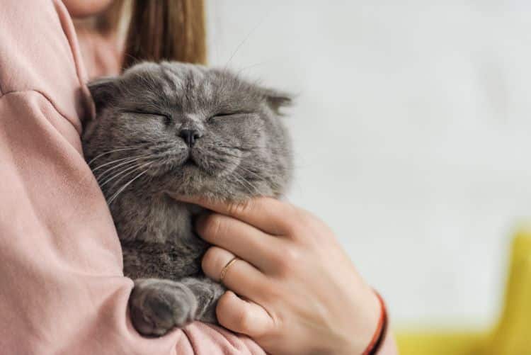 Woman In Pink Sweater Holding Scottish Fold Cat