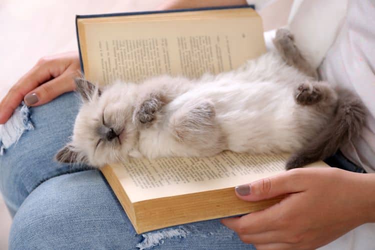 Women Holding Book With Cat Sleeping In It