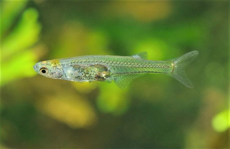 Danionella Cerebrum Fish With Green In The Background