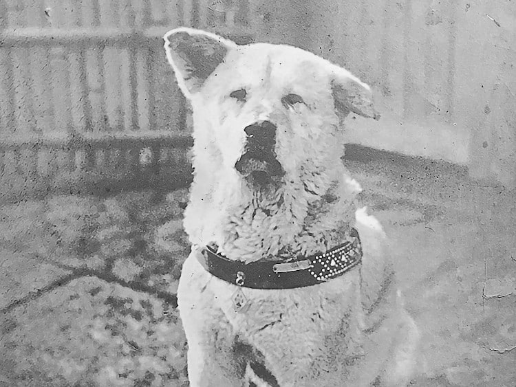 Black and white picture of Hachiko the dog taken c. 1934