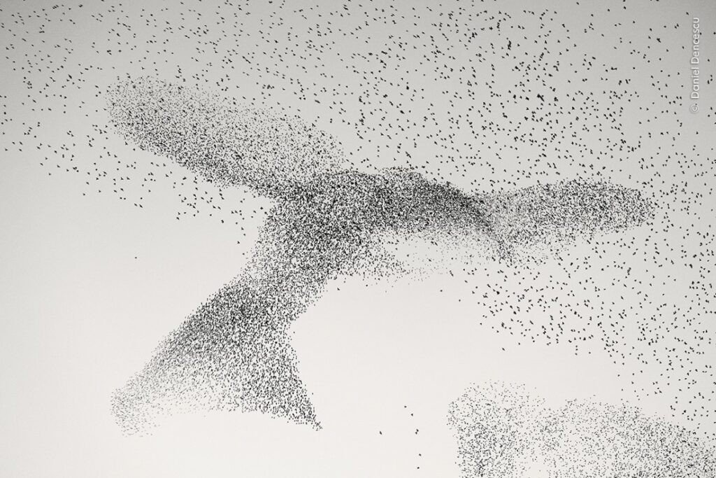 Starling murmuration in the shape of a bird