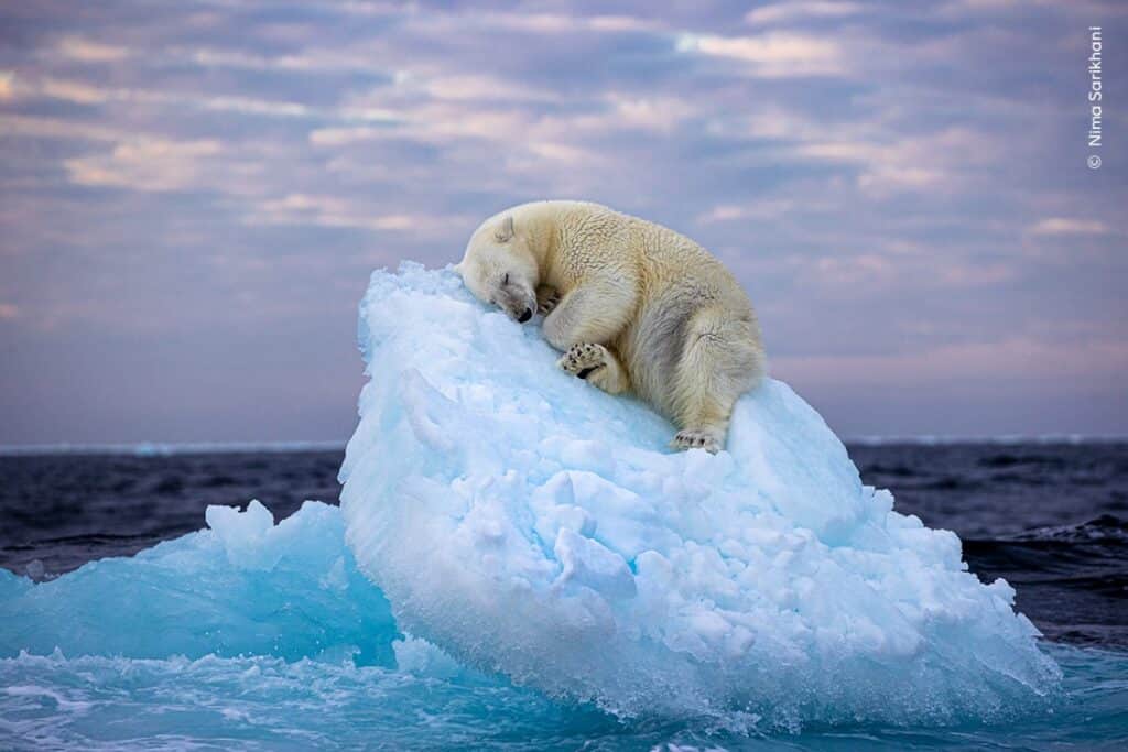 Polar bear napping on a small iceberg