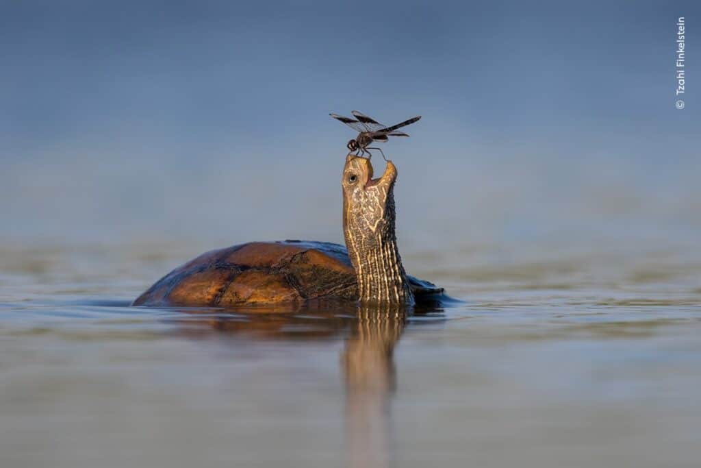 Turtle in the water balancing a dragonfly on its nose