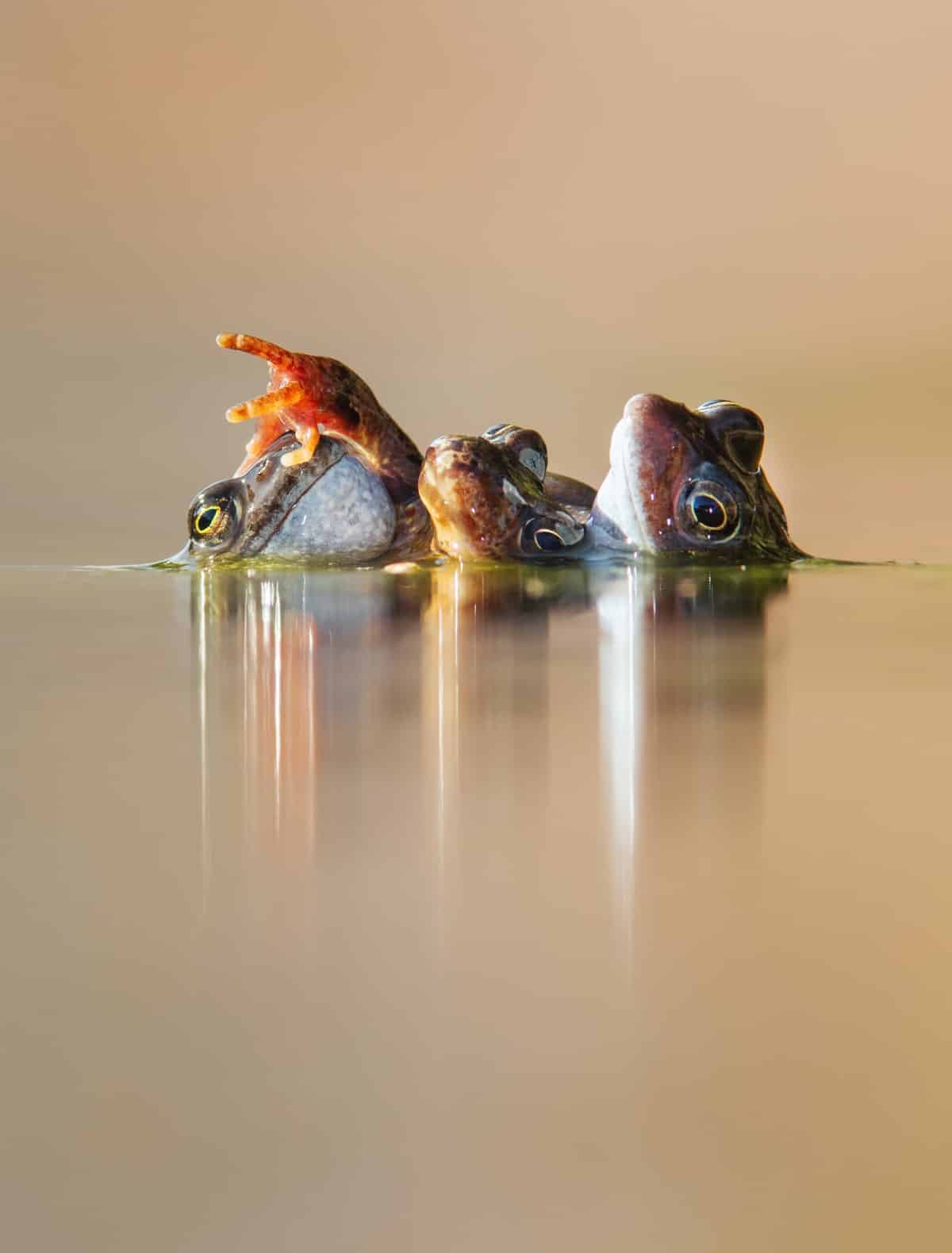 Frogs swimming in a pond in Scotland