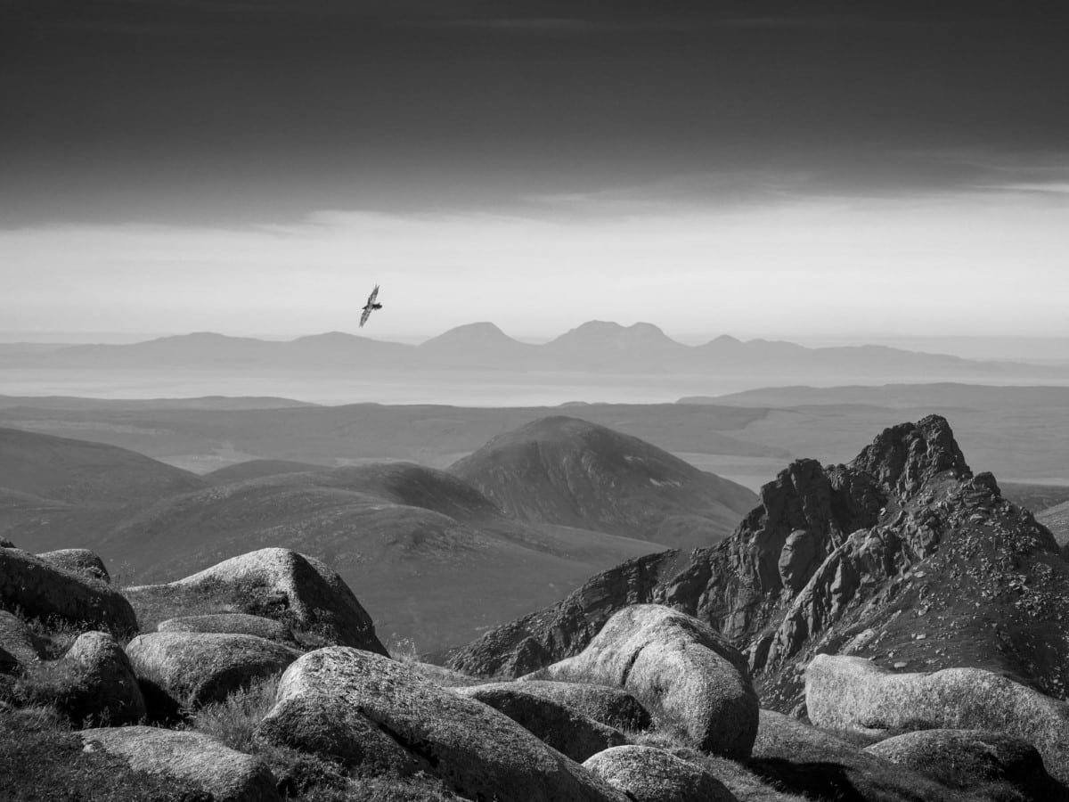 Raven flying over a mountain on the Isle of Arran