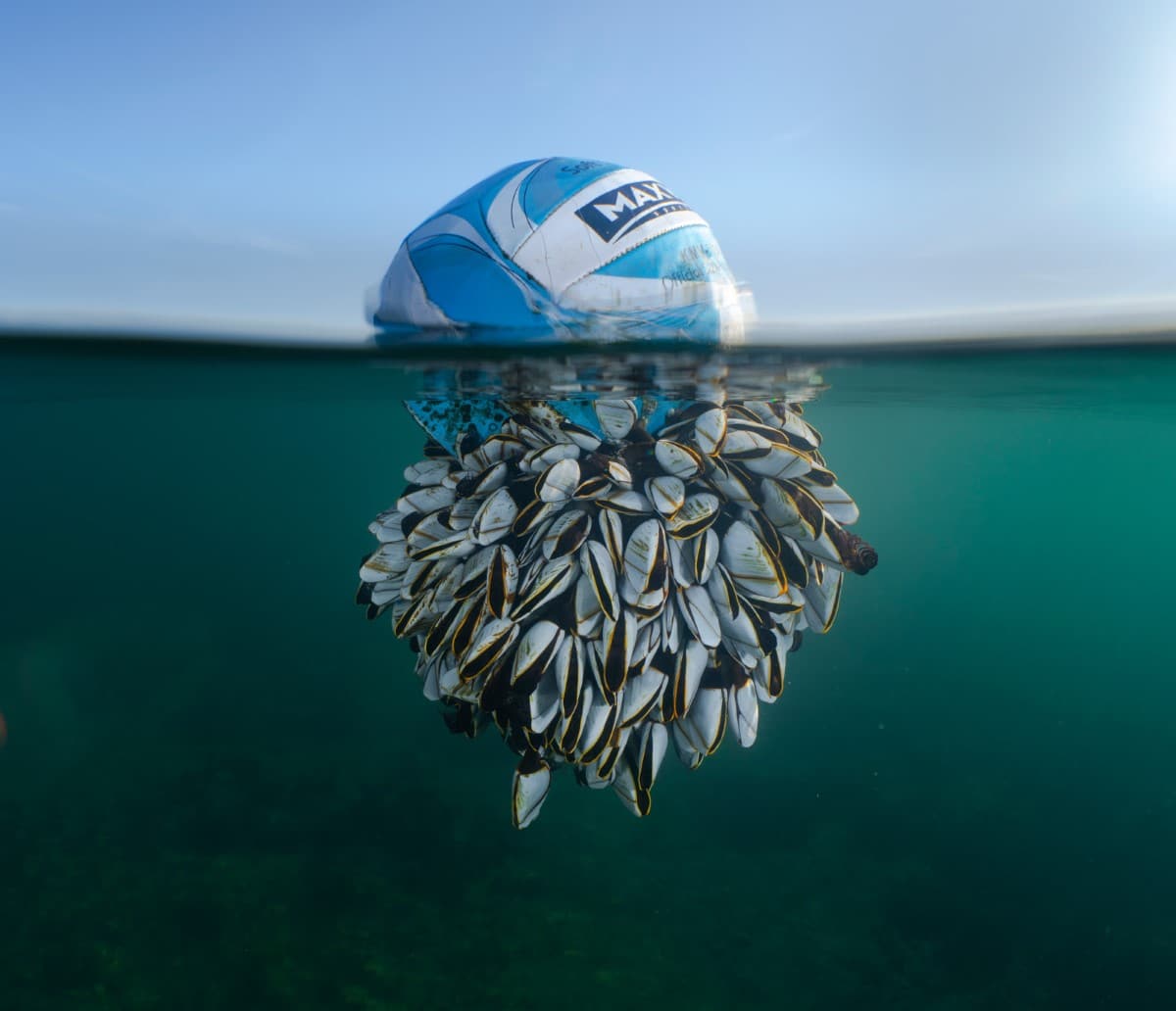 Soccer ball floating in the water with barnacles attached to it