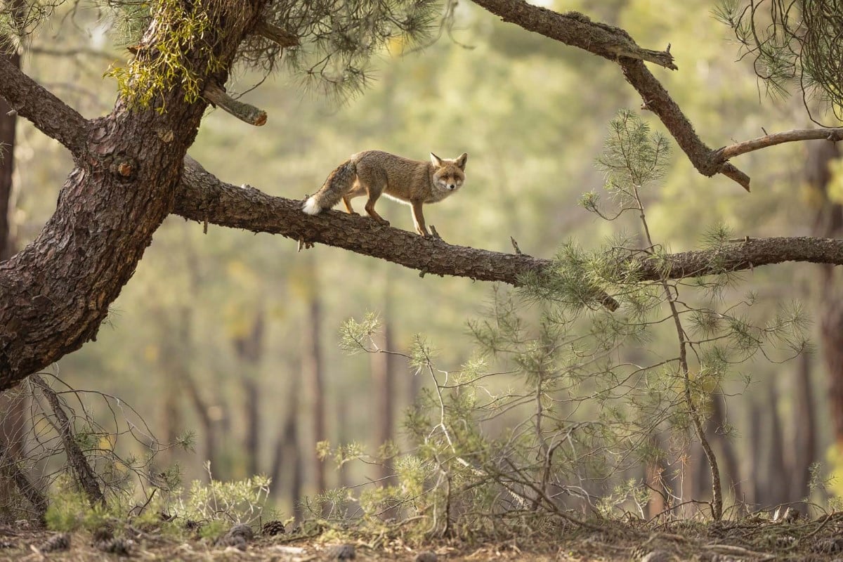 Red fox walking on a tree branch