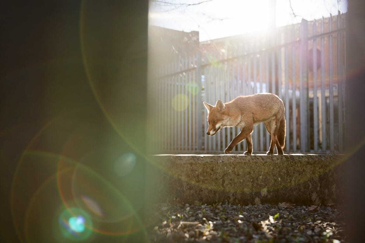 Red fox standing on the wall of an electricity substation