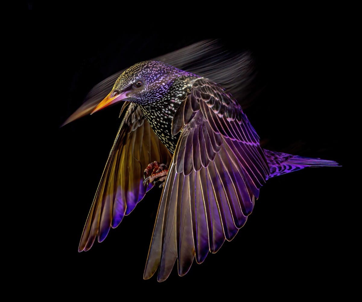 Portrait of a starling at night