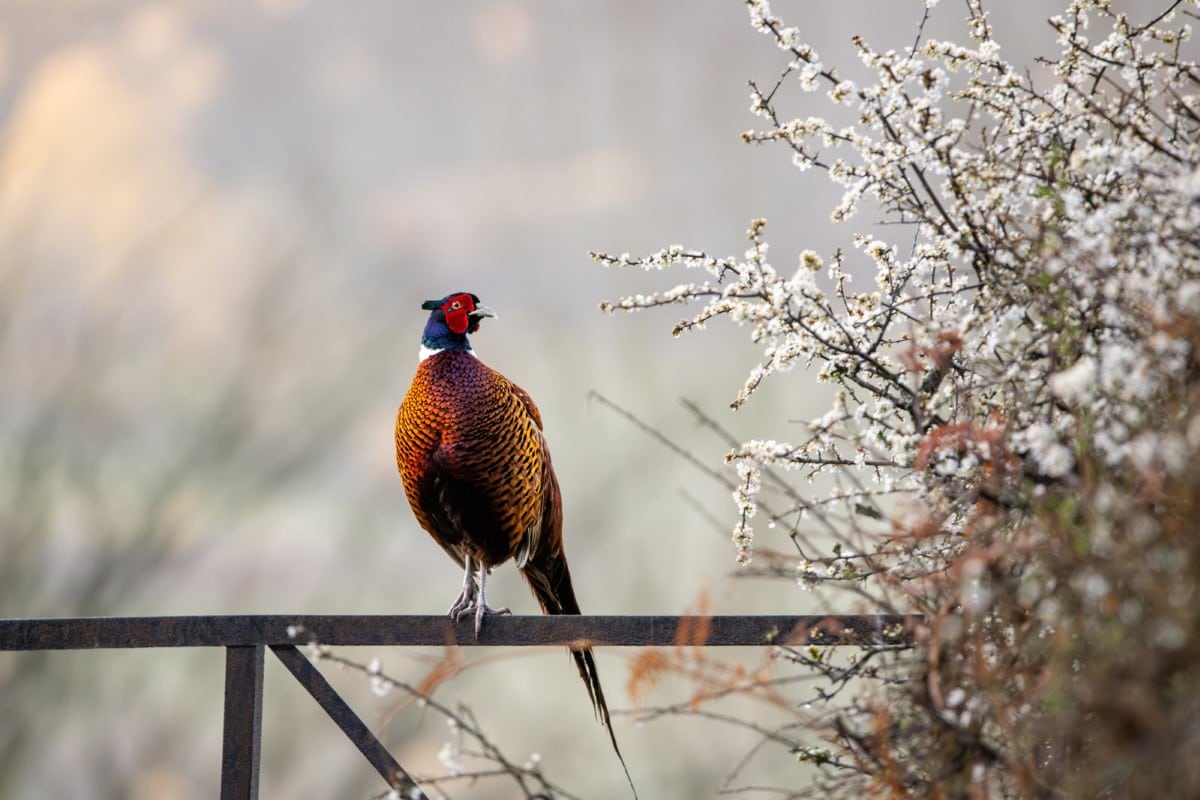 Pheasant sitting on a railing