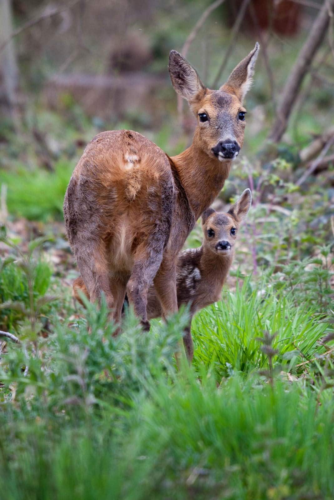 Roe deer and fawn gazing back through foliage in England