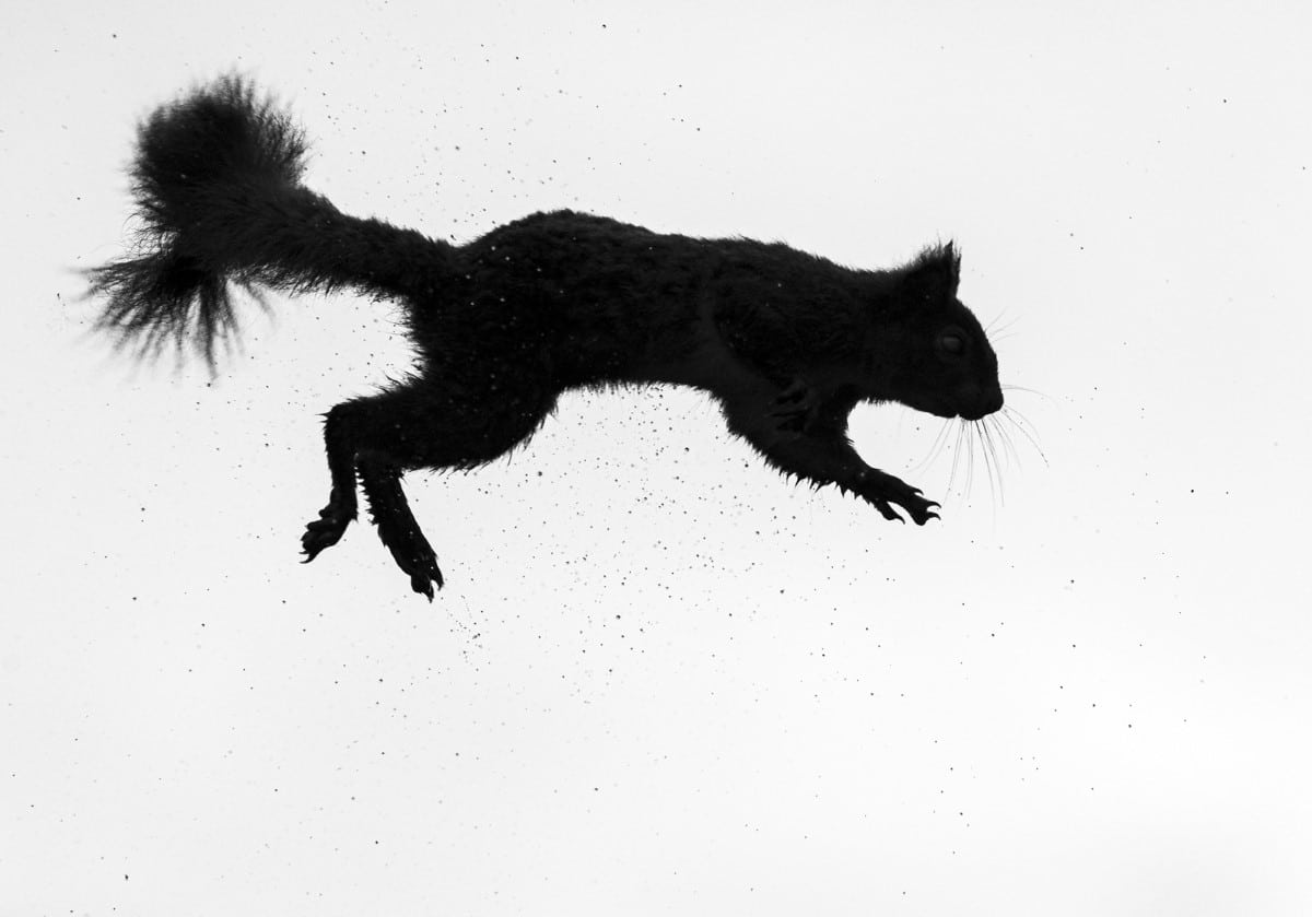 Silhouette of jumping red squirrel