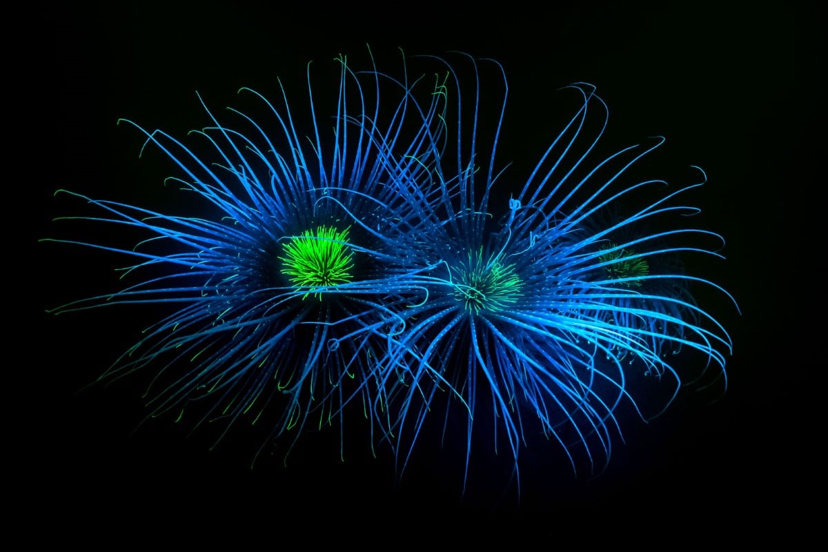 Fluorescent photograph of fireworks anemone