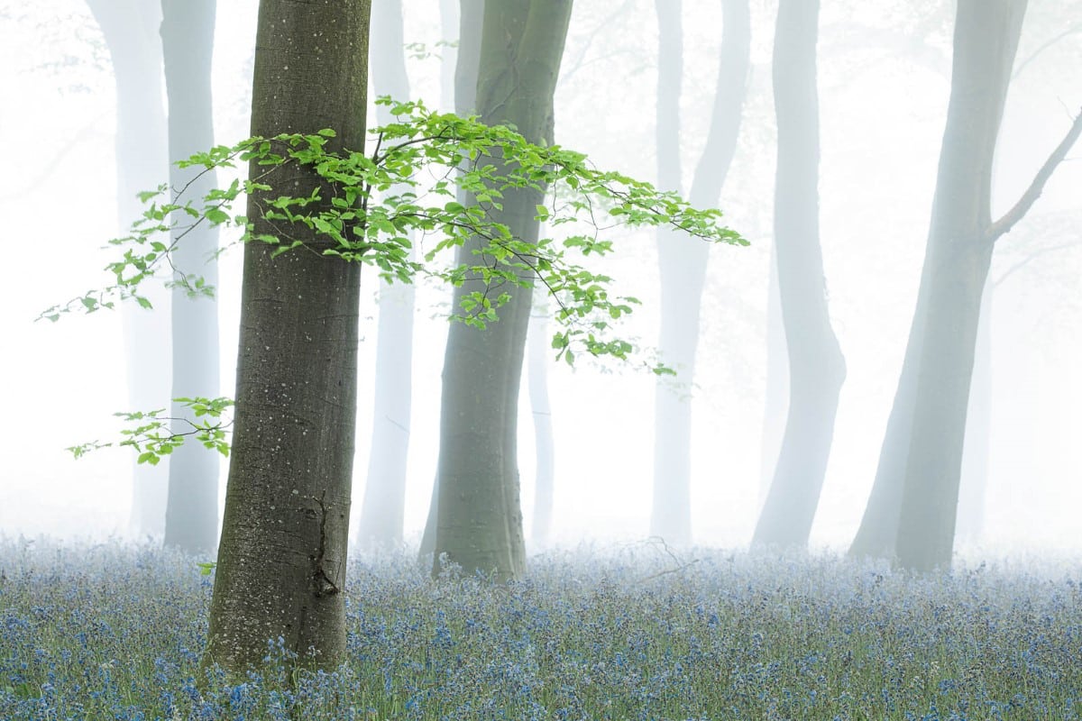 Beech tree with bright green leaves shrouded in fog