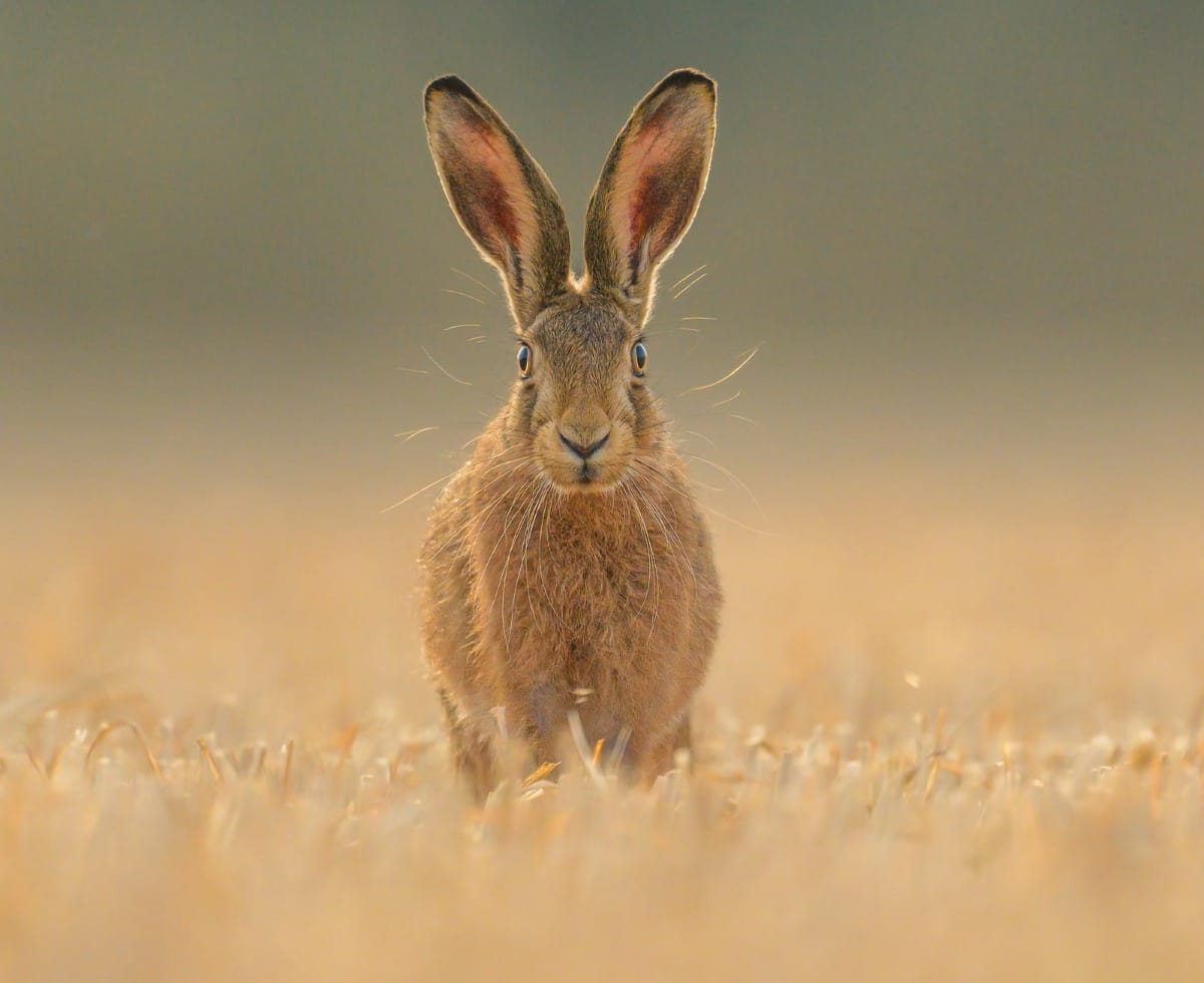 Hare in a field at sunrise