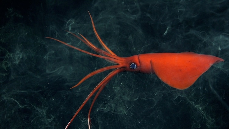A whiplash squid swims through the water