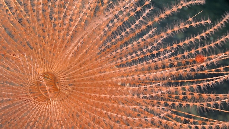 A spiraling coral documented 1419 meters deep