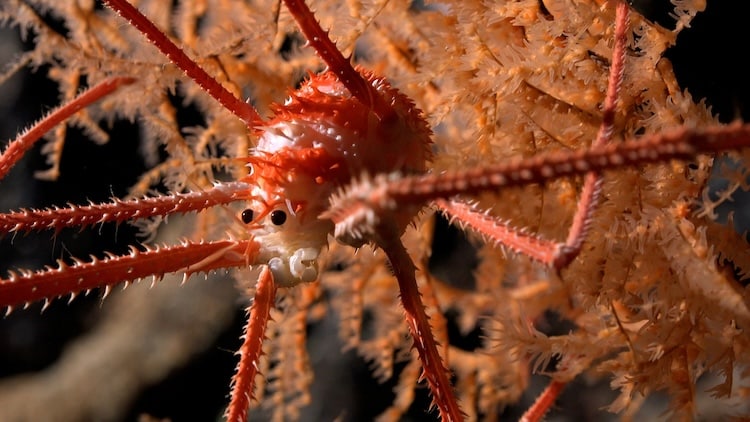 A squat lobster crawling through coral