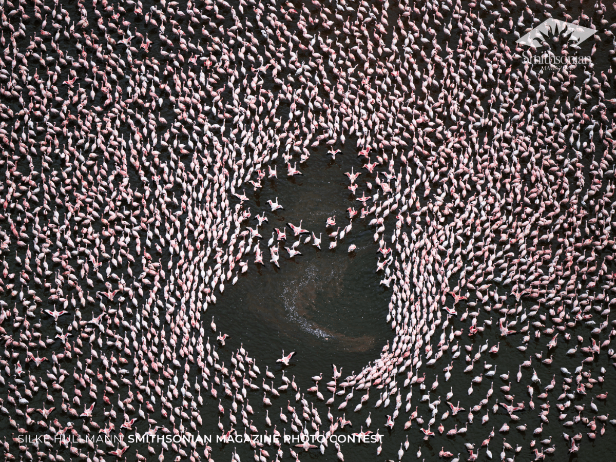 Aerial view of thousands of flamingos on Lake Bogoria