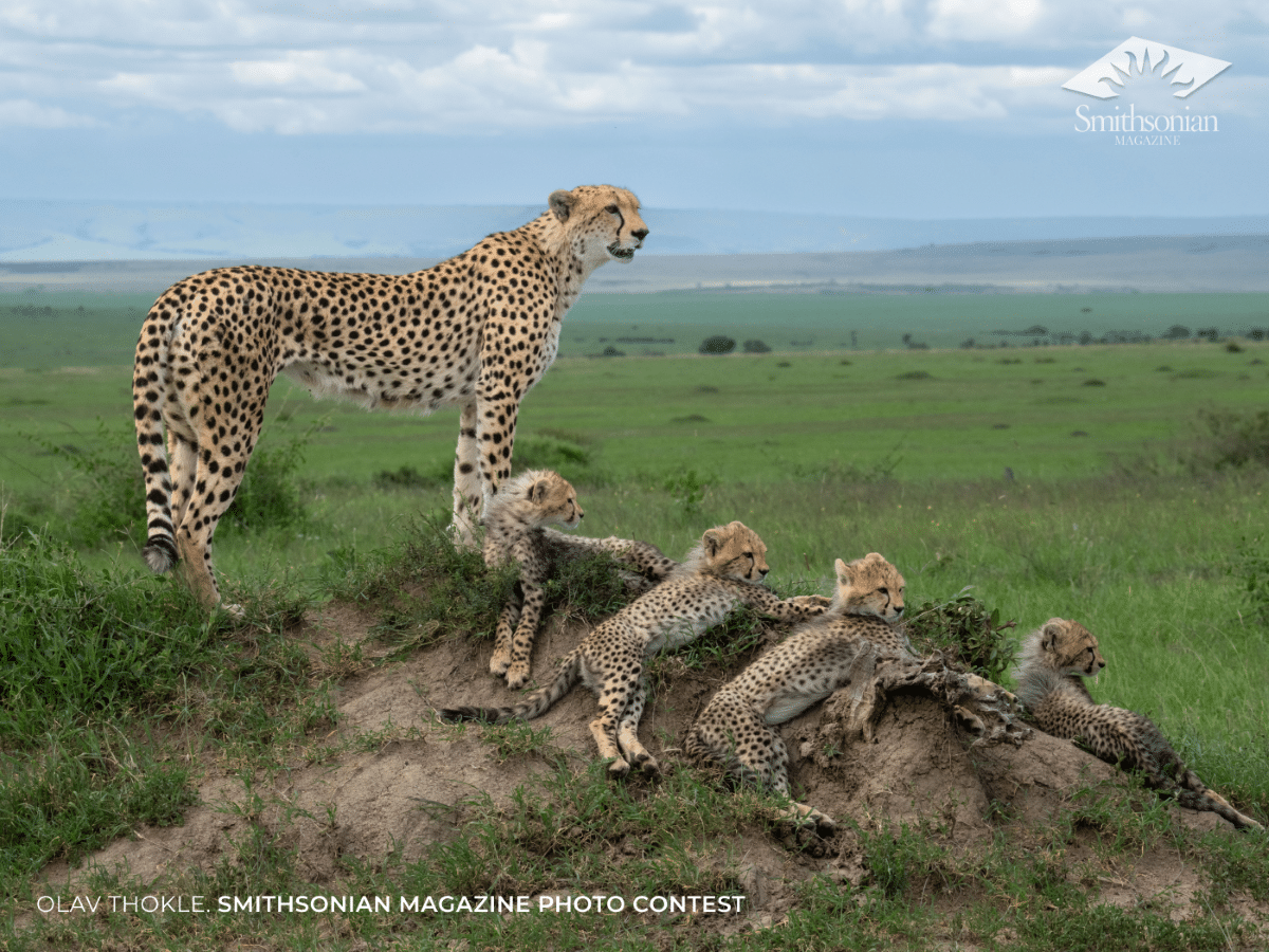 The cheetah Nashipae and her four three-month-old cubs