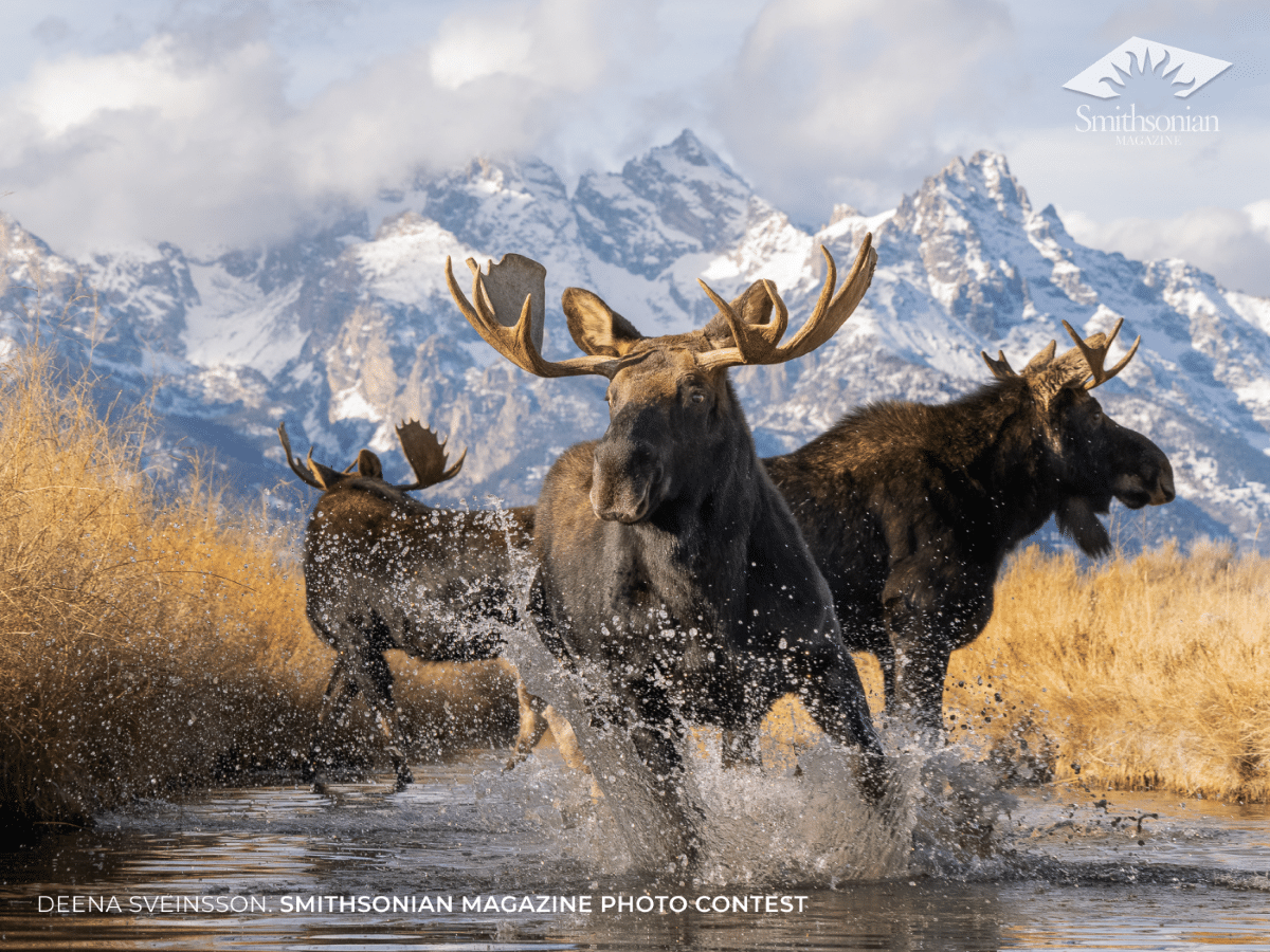 Three young moose running through the water in Grand Teton National Park