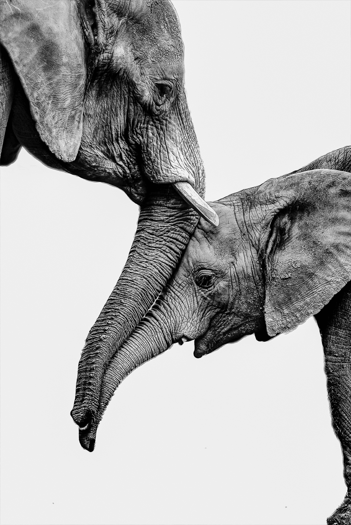 Black and white portrait of a mother elephant and a baby elephant rubbing trunks