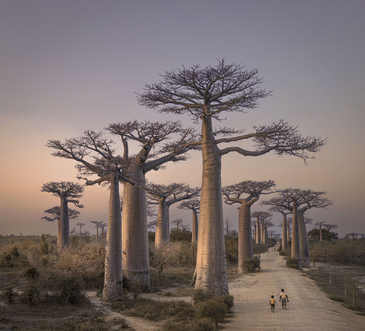 Allée des Baobabs in Madagascar