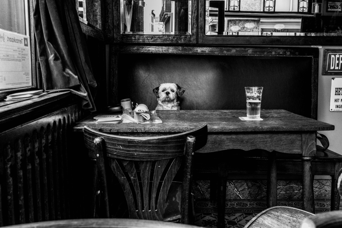 Dog sitting alone in a pub