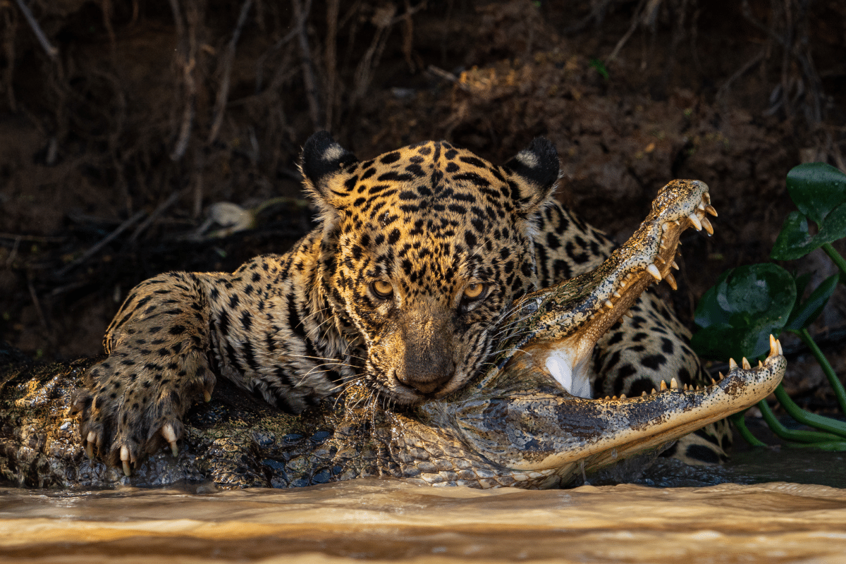 Female leopard hunting a caiman