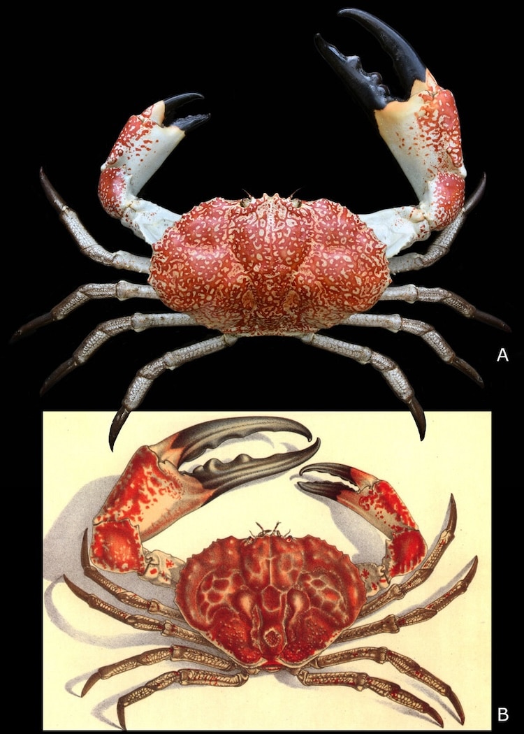 Southern giant crab Pseudocarcinus gigas comparison