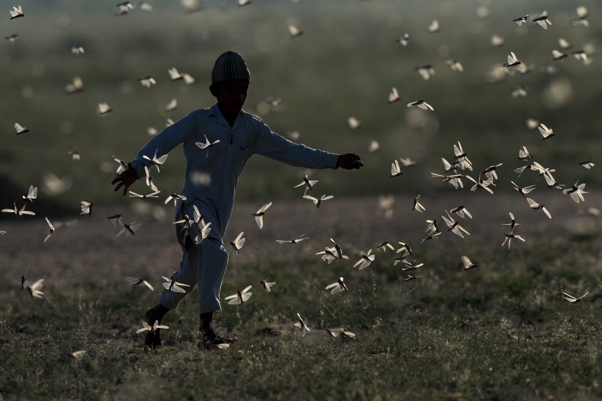 A boy chasing a swarm of locusts in India