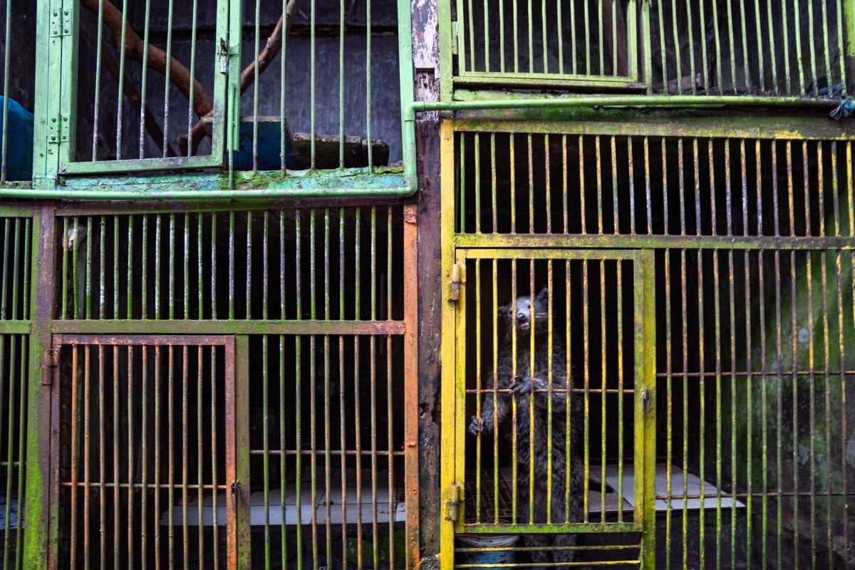 Binturong kept in cage for production of kopi luwak coffee in Indonesia