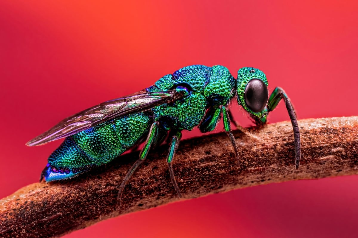 Cuckoo wasp, also called an emerald wasp (Chrysis angolensis)