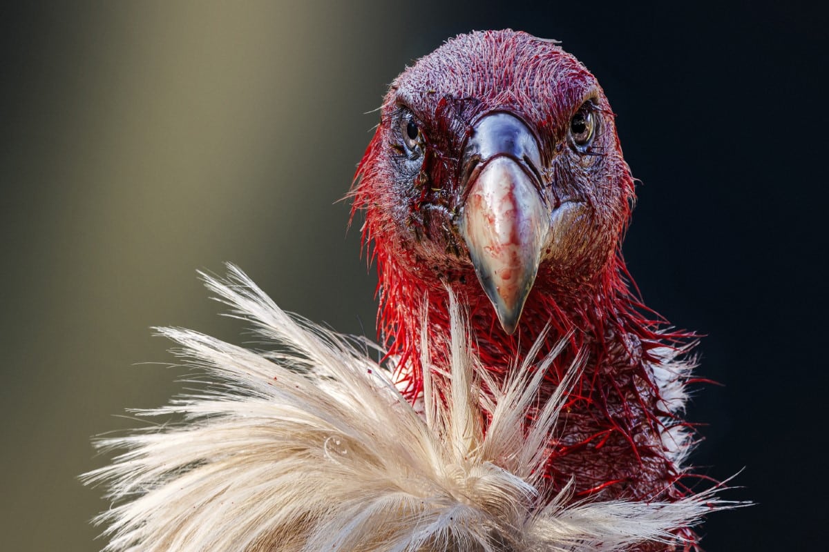 Portrait of Himalayan griffon vulture (Gyps himalayensis)