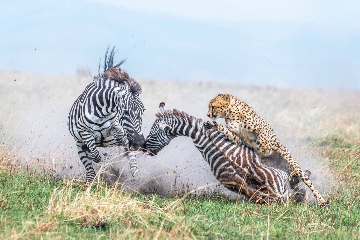 Mother zebra and her foal being attacked by a cheetah at the Maasai Mara National Reserve, Kenya.