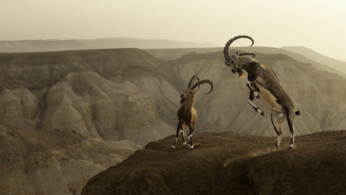 Nubian Ibex on a cliff in the Negev desert