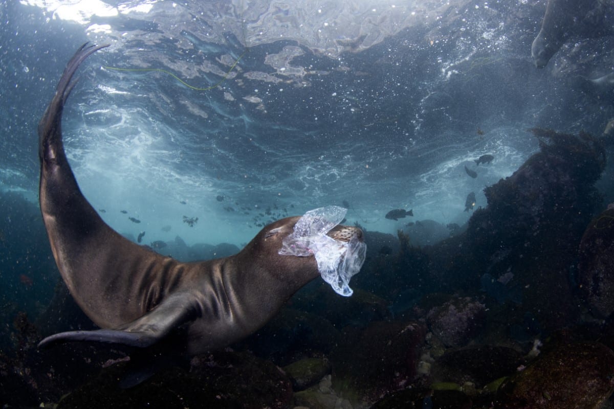 Sea lion pup with a plastic bag in its face