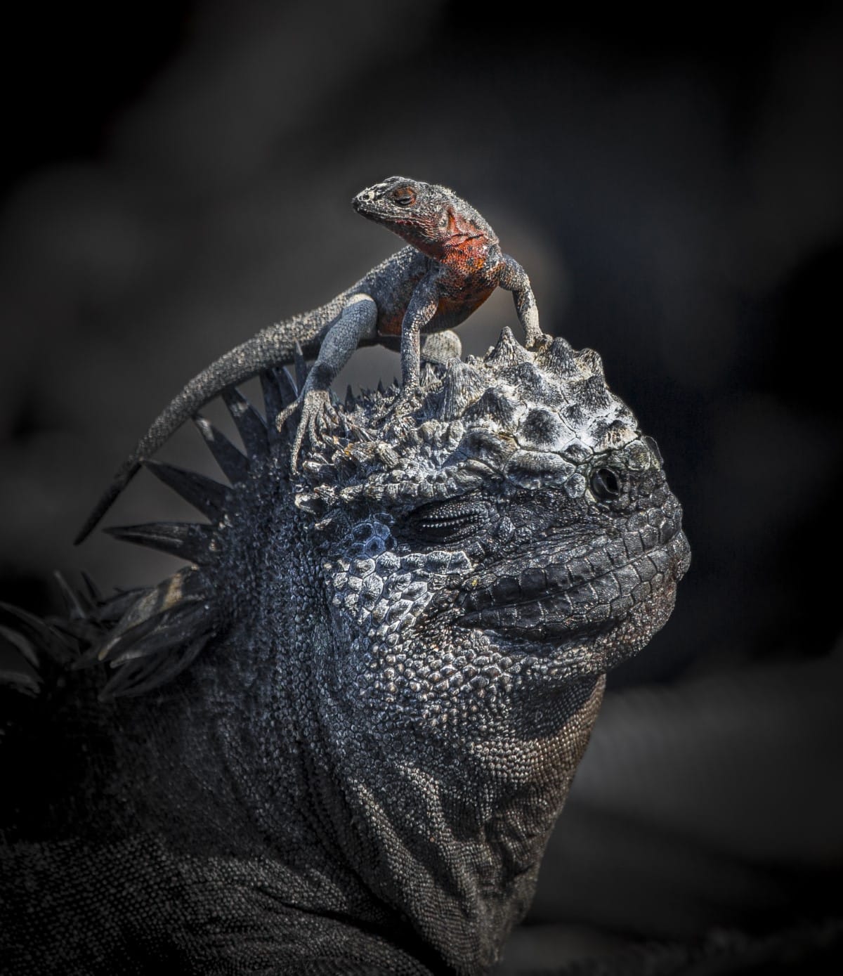 A lava lizard standing on a marine iguana in the Galapagos Islands