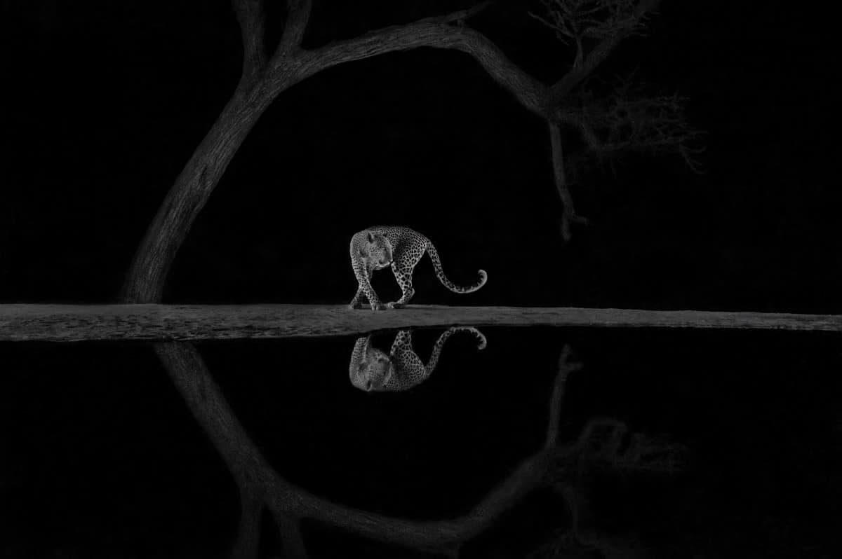 Black and white image of a leopard by water in East Rift Valley, Kenya