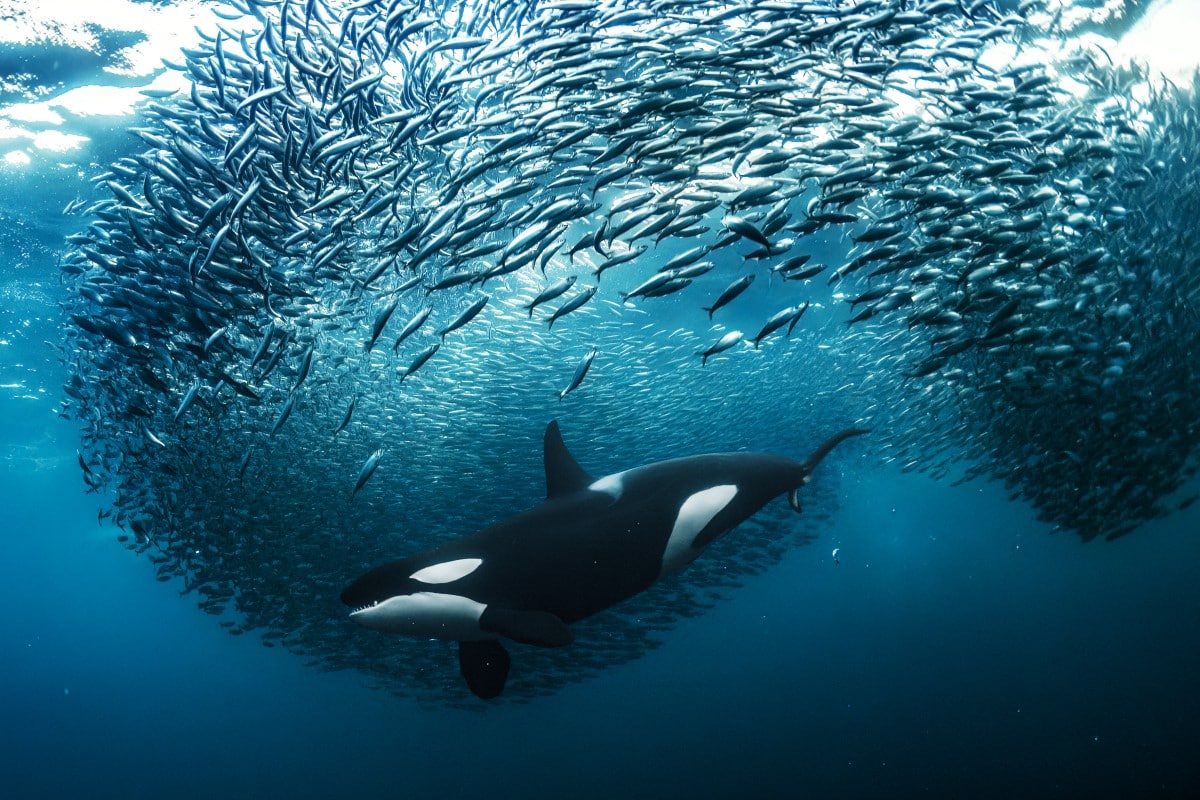 A female orca splitting a herring bait ball