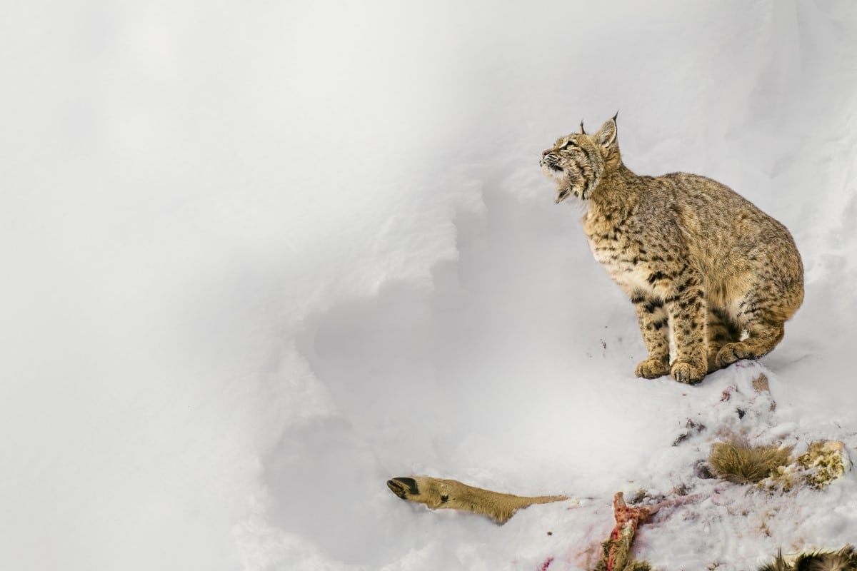 A dead mule deer guarded by a bobcat at the Yellowstone National Park, USA