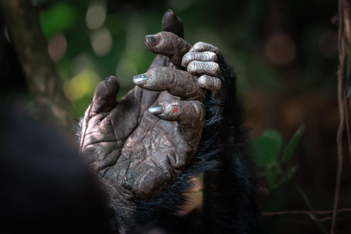 Mother and infant gorilla hands in the Bwindi Impenetrable Forest, Uganda