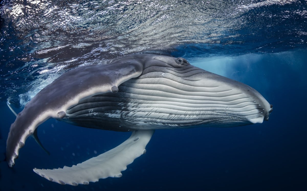 Young humpback whale underwater in Tonga