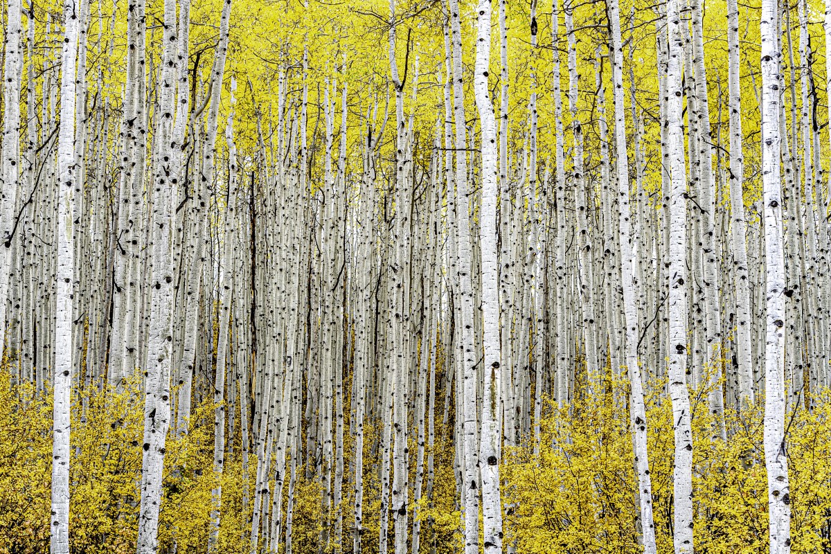 Artistic photos of aspen trees in Colorado