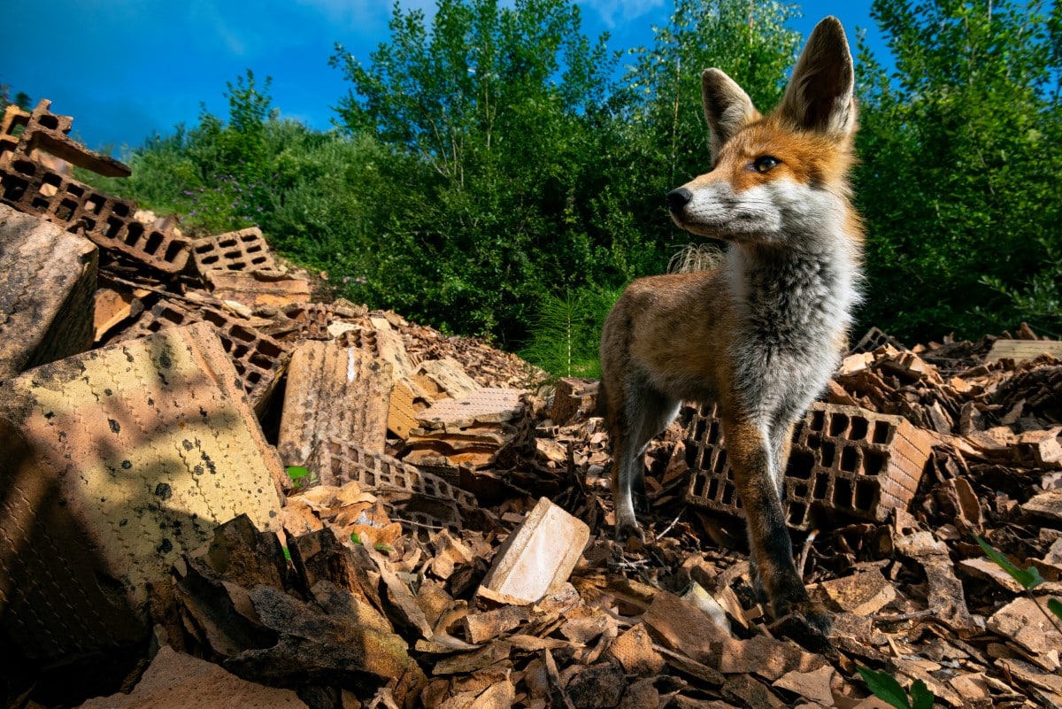 Fox walking among rubble in Switzerland