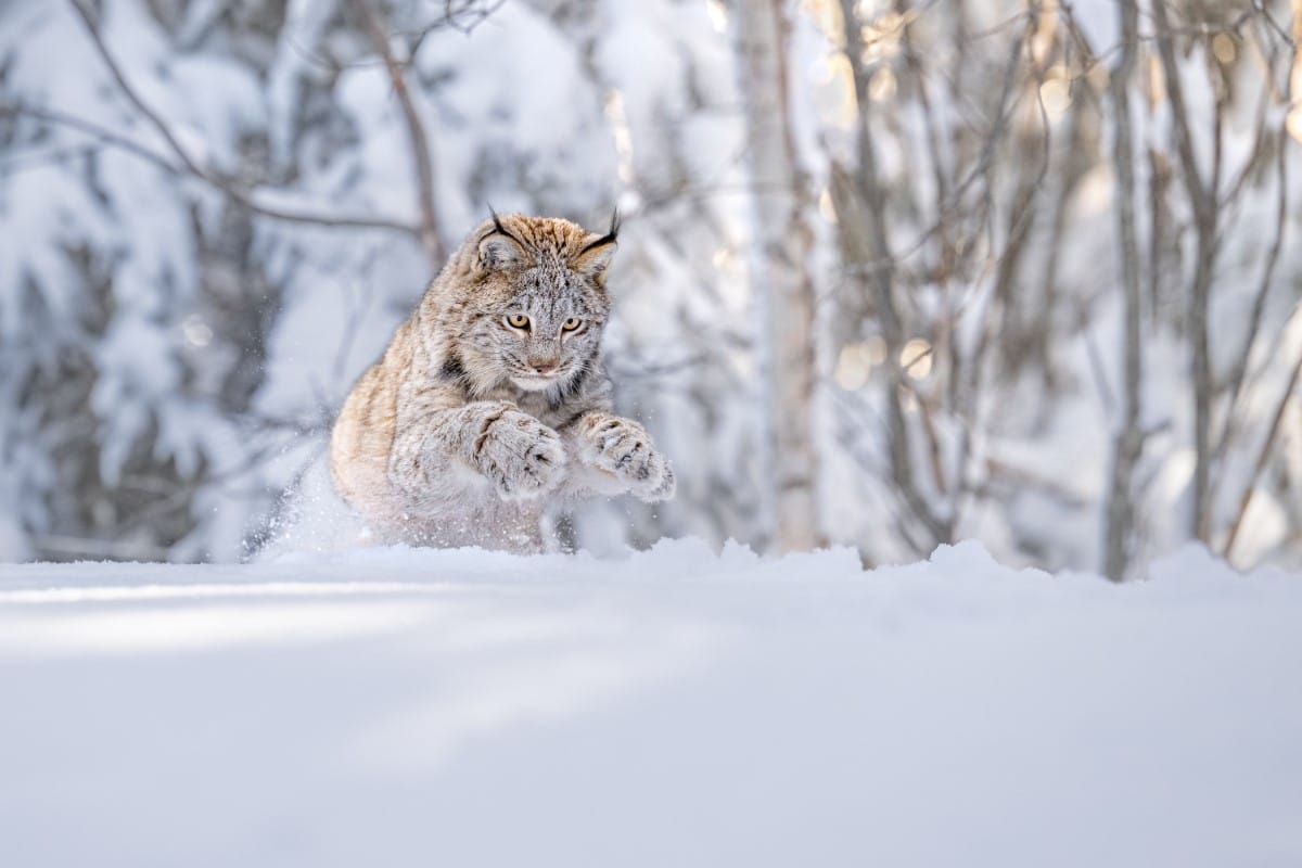 Canadian lynx in the snow in Canada